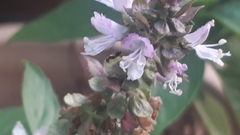 Ocimum basilicum