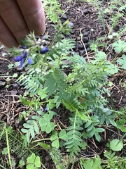 Polemonium foliosissimum