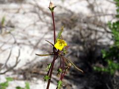 Hemimeris sabulosa