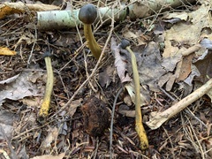 Tolypocladium longisegmentatum