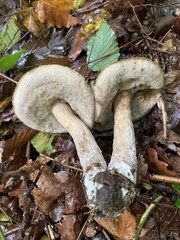 Leccinellum pseudoscabrum