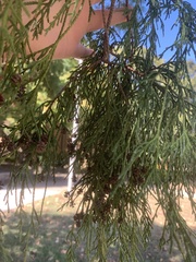 Chamaecyparis pisifera