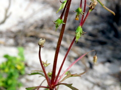 Hemimeris sabulosa