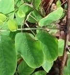 Obolodiplosis robiniae