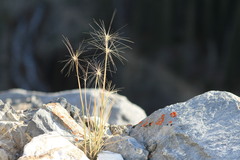 Elymus elymoides
