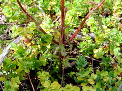 Hemimeris sabulosa