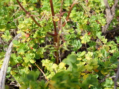 Hemimeris sabulosa