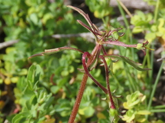 Hemimeris sabulosa