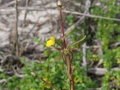 Hemimeris sabulosa
