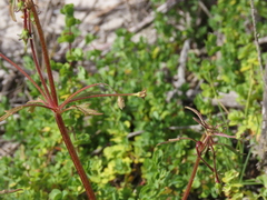 Hemimeris sabulosa