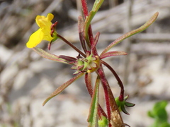 Hemimeris sabulosa