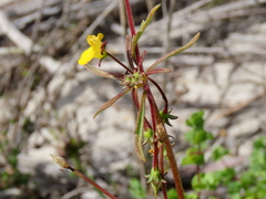 Hemimeris sabulosa
