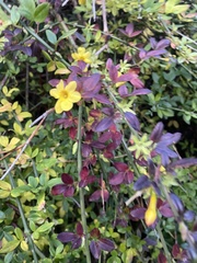 Cotoneaster × suecicus