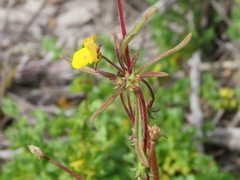 Hemimeris sabulosa