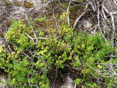 Hemimeris sabulosa