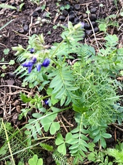 Polemonium foliosissimum