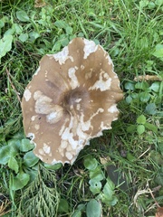 Melanoleuca grammopodia