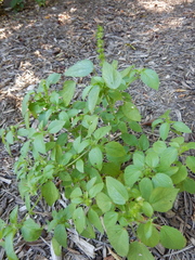 Acalypha ostryifolia
