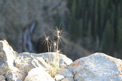 Elymus elymoides