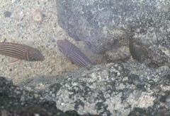 Canthigaster petersii