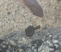 Canthigaster petersii