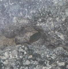 Canthigaster petersii