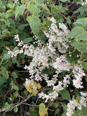 Fallopia baldschuanica