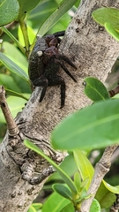 Aratus pisonii