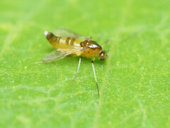 Orthocladiinae