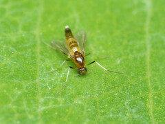 Orthocladiinae
