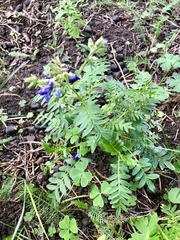 Polemonium foliosissimum