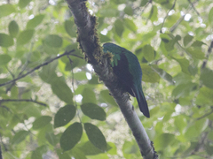 Pharomachrus fulgidus