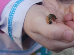 Macremphytus testaceus