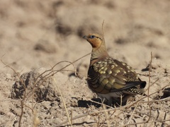 Pterocles alchata