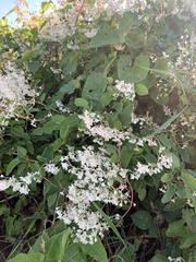 Fallopia baldschuanica