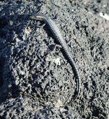 Cryptoblepharus ater