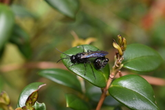 Elaphroptera nigripennis