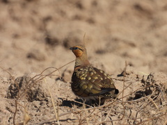 Pterocles alchata