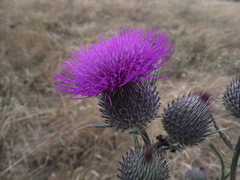Cirsium boujartii