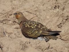 Pterocles alchata