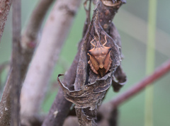 Carpocoris fuscispinus