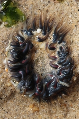 Anthopleura biscayensis