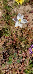 Cyanella alba alba
