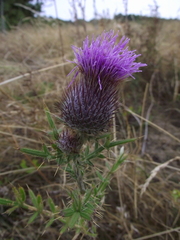 Cirsium boujartii