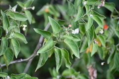 Croton ciliatoglandulifer