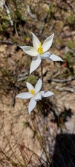 Cyanella alba alba