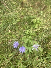 Cichorium