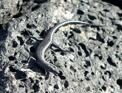 Cryptoblepharus ater