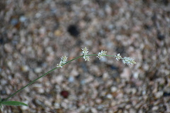 Froelichia