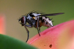 Anthomyia